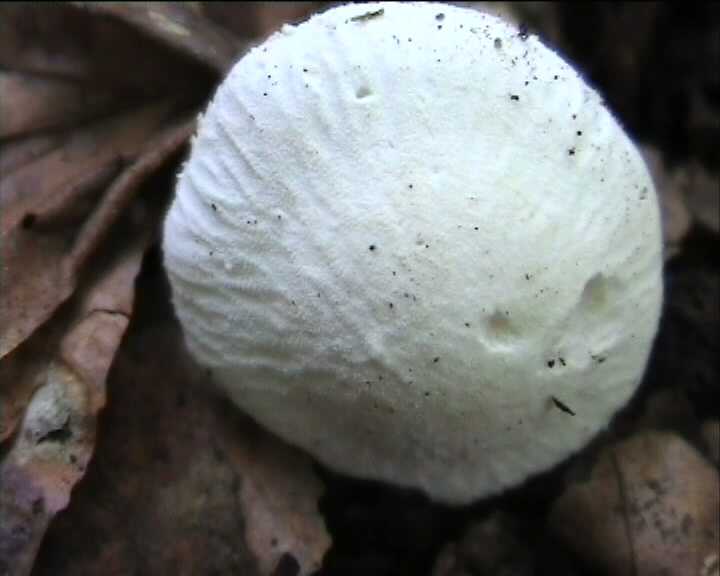 Cystoderma terreyi  var. nogalesii    Ban.Beltr. & Hein.